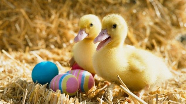 Ducklings And Easter Eggs Wallpaper SocialImagehare Pin