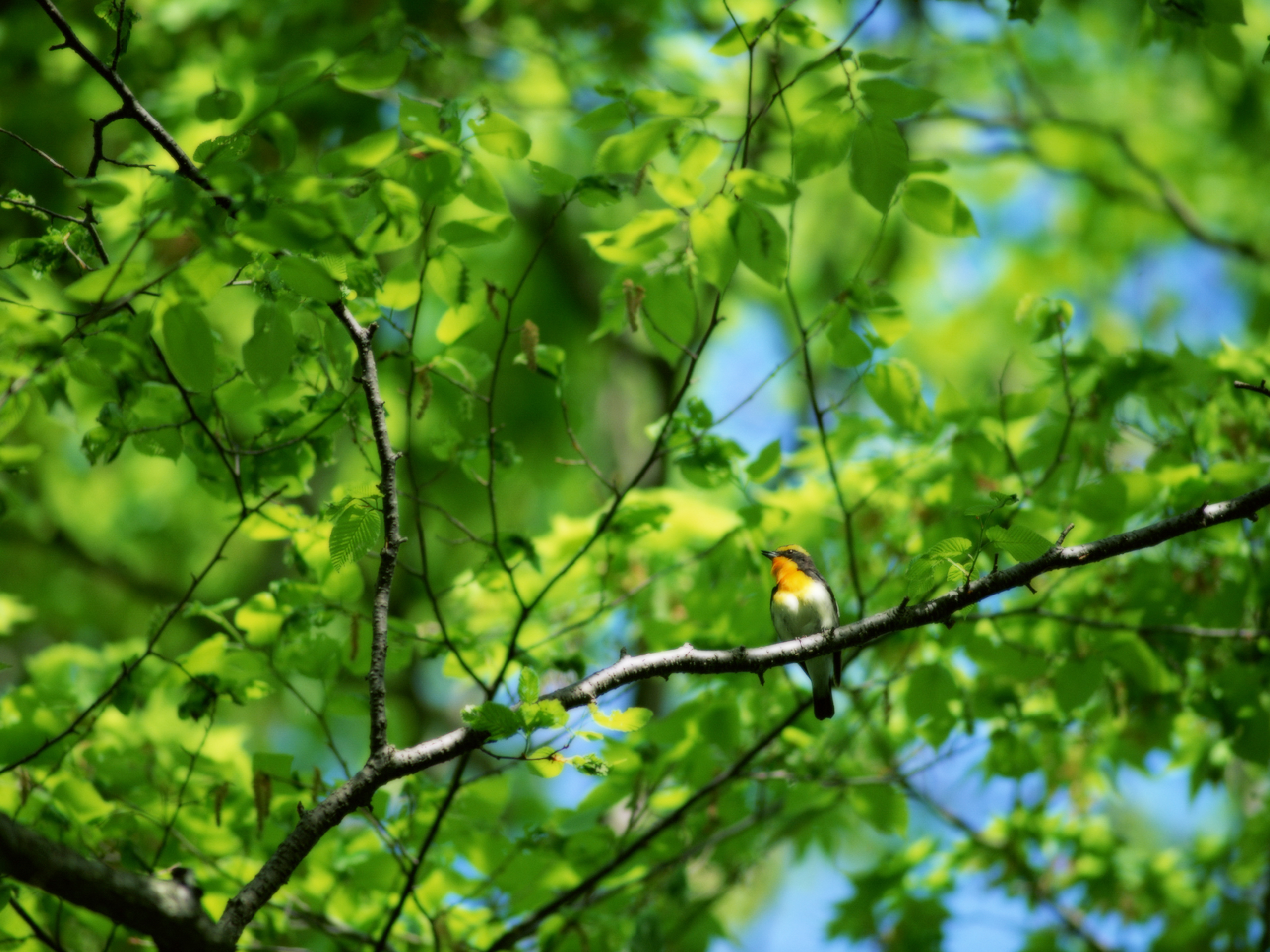 Free Download Wallpaper Trees And Birds Bird On The Tree 2560x1920
