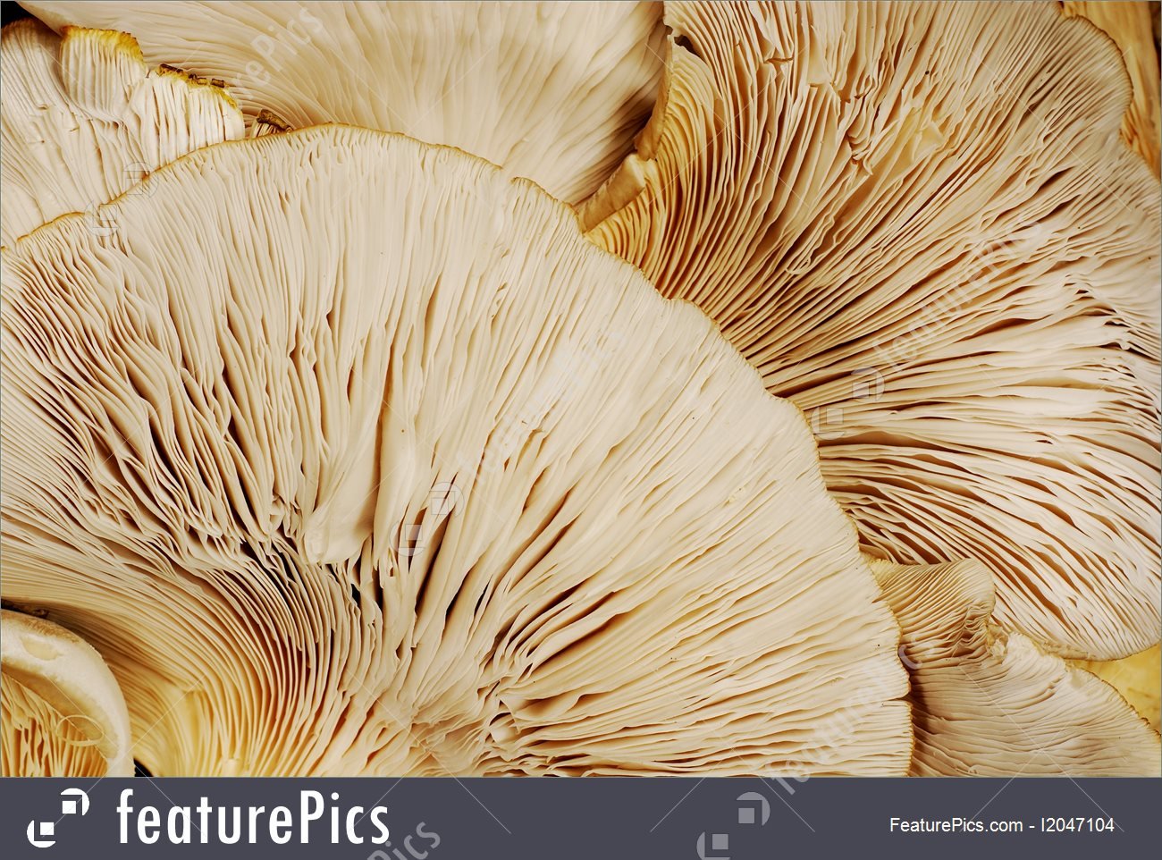 Free download Fungi Oyster Mushroom Background Stock Image I2047104 at