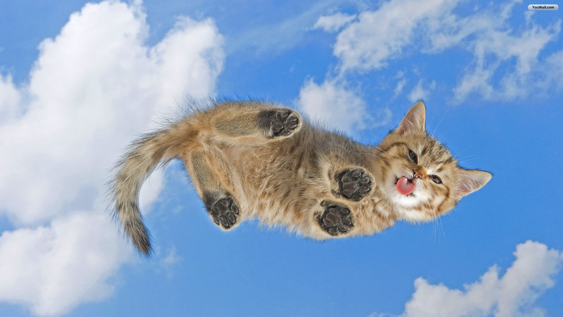 Cat On Your Desktop Wallpaper