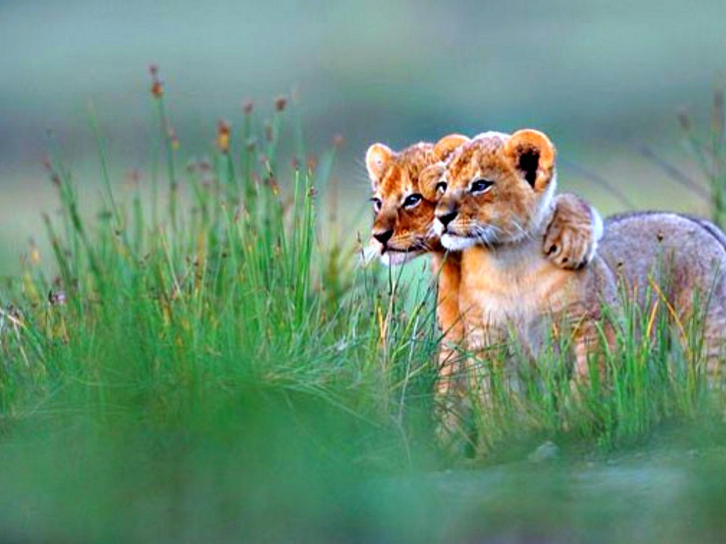 Lion Cub Wallpaper Best Image Most Beautiful