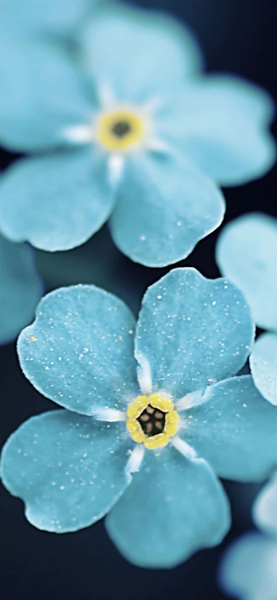 Blue Flowers Aesthetic Background Wallpaper