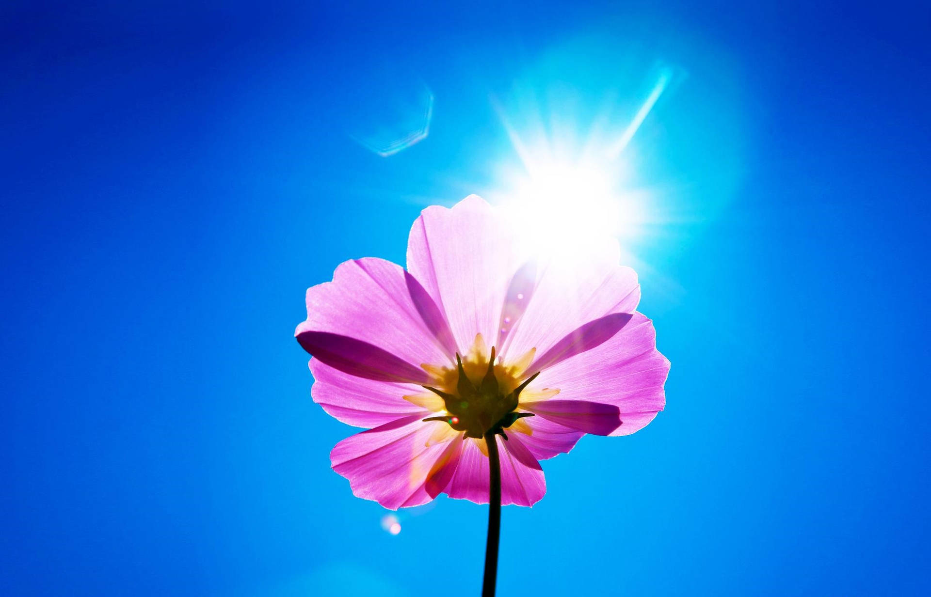 Purple Flower Desktop Wallpaper