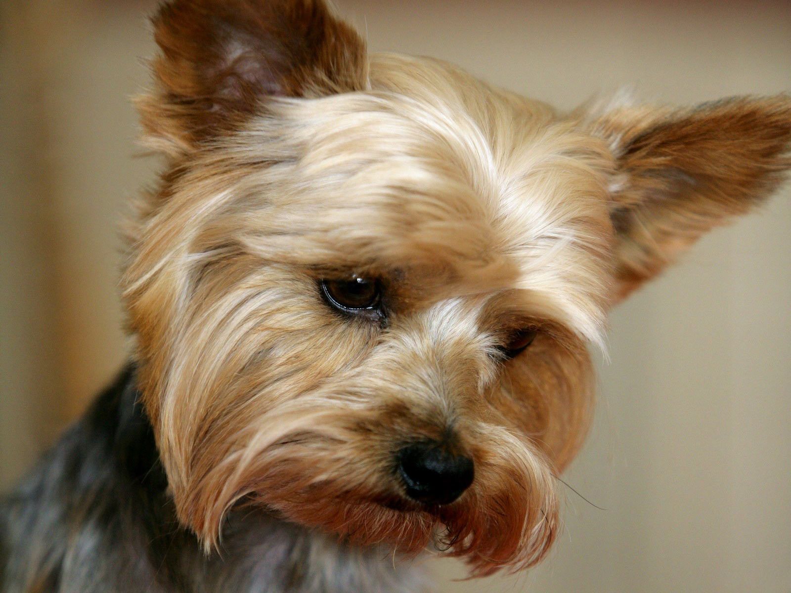 Archive Cute Yorkie Face Close Up Wallpaper Full HD