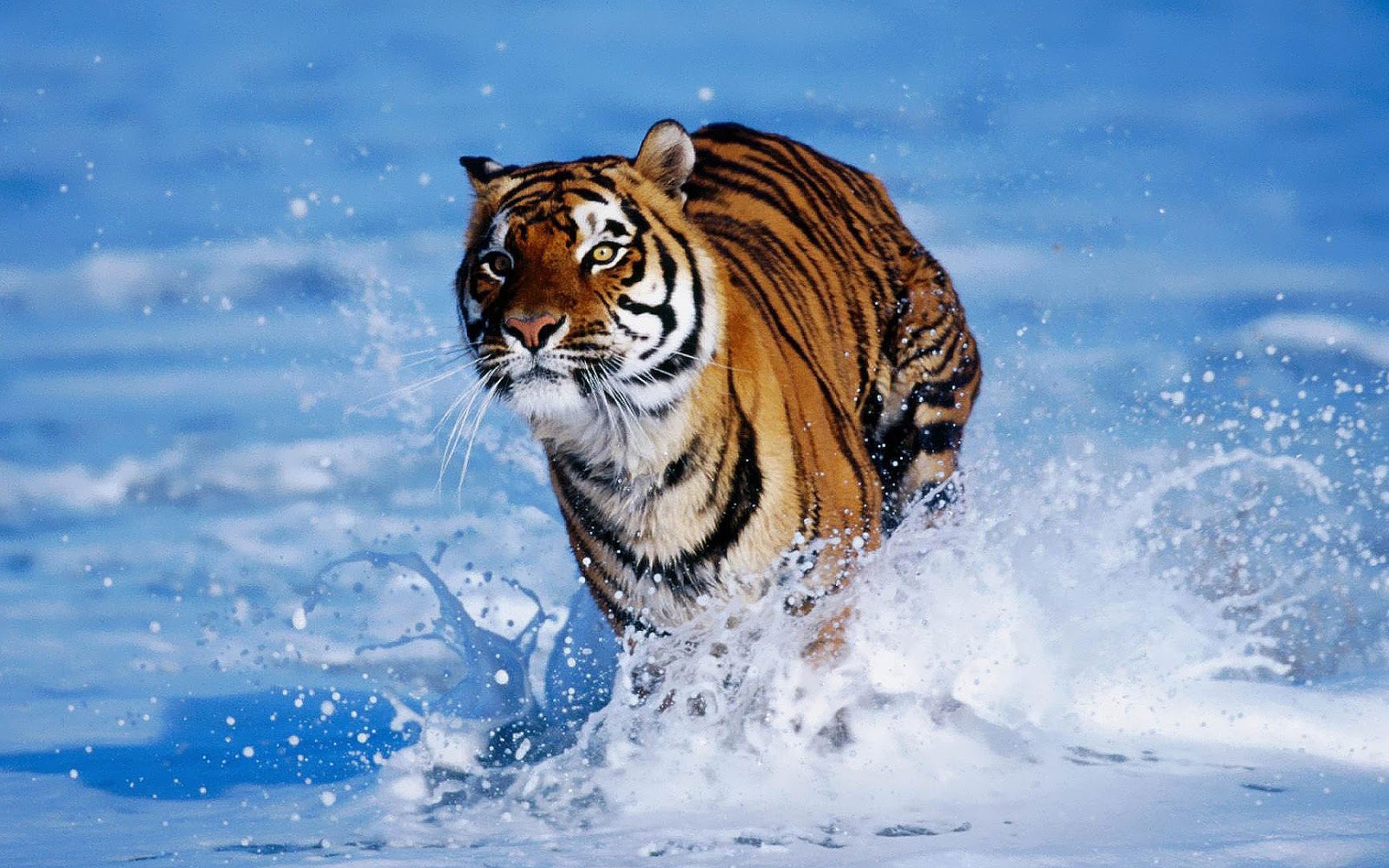 Angry Tiger Wallpaper HD Desktop Background