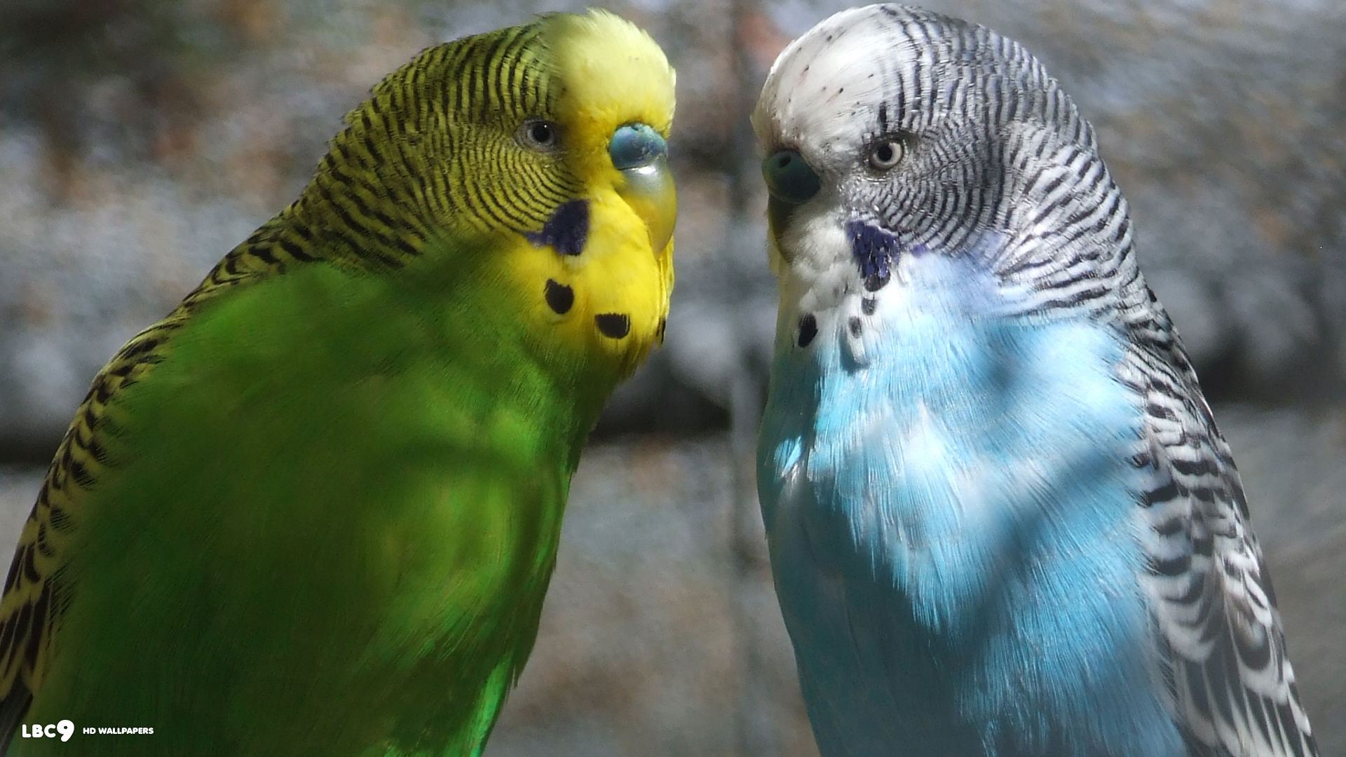 Best Budgie Wallpaper