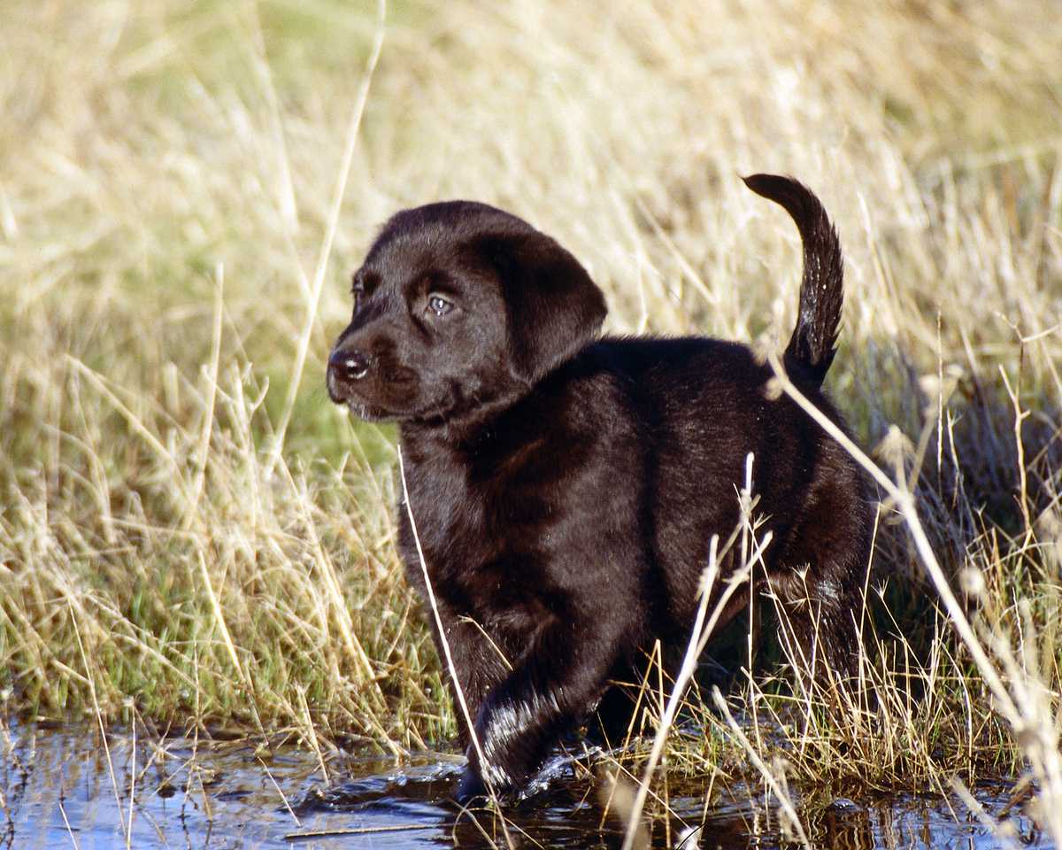 Black Labrador Dog Animals Wallpaper Lab Puppies