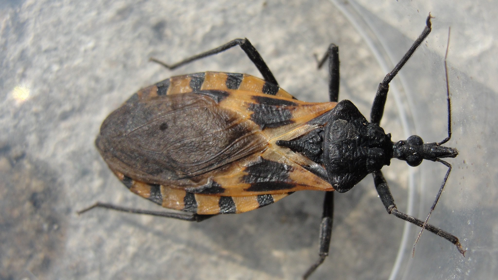 New Genetic Tools May Stop Chagas Disease NOVA PBS NOVA PBS