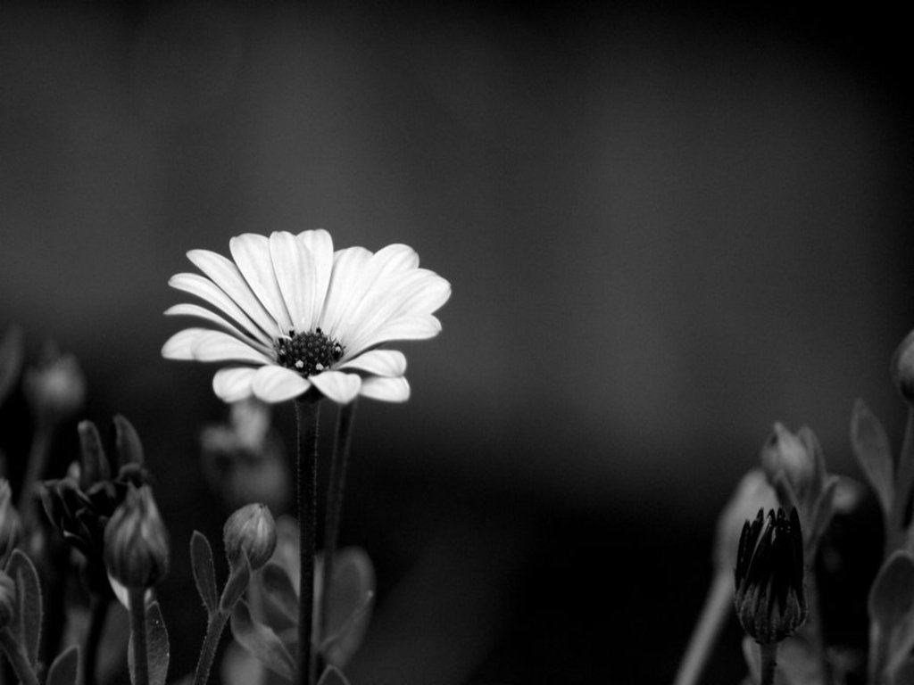 Black And White Flowers Wallpaper HD