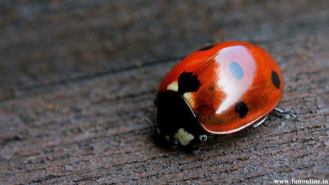 Pics Photos Ladybug Wallpaper