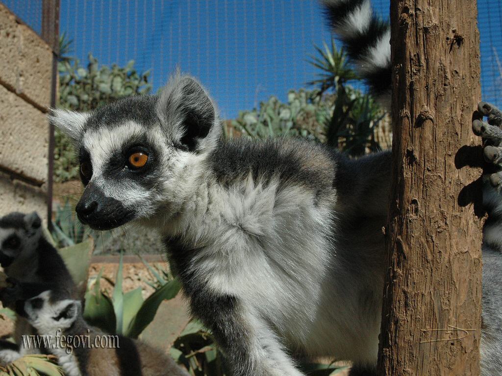 Description Lemurs Wallpaper Is A Hi Res For Pc