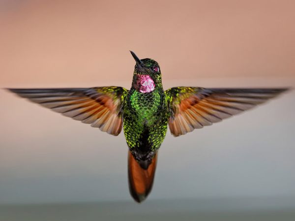 Hummingbird Wallpaper Photos Image Gallery
