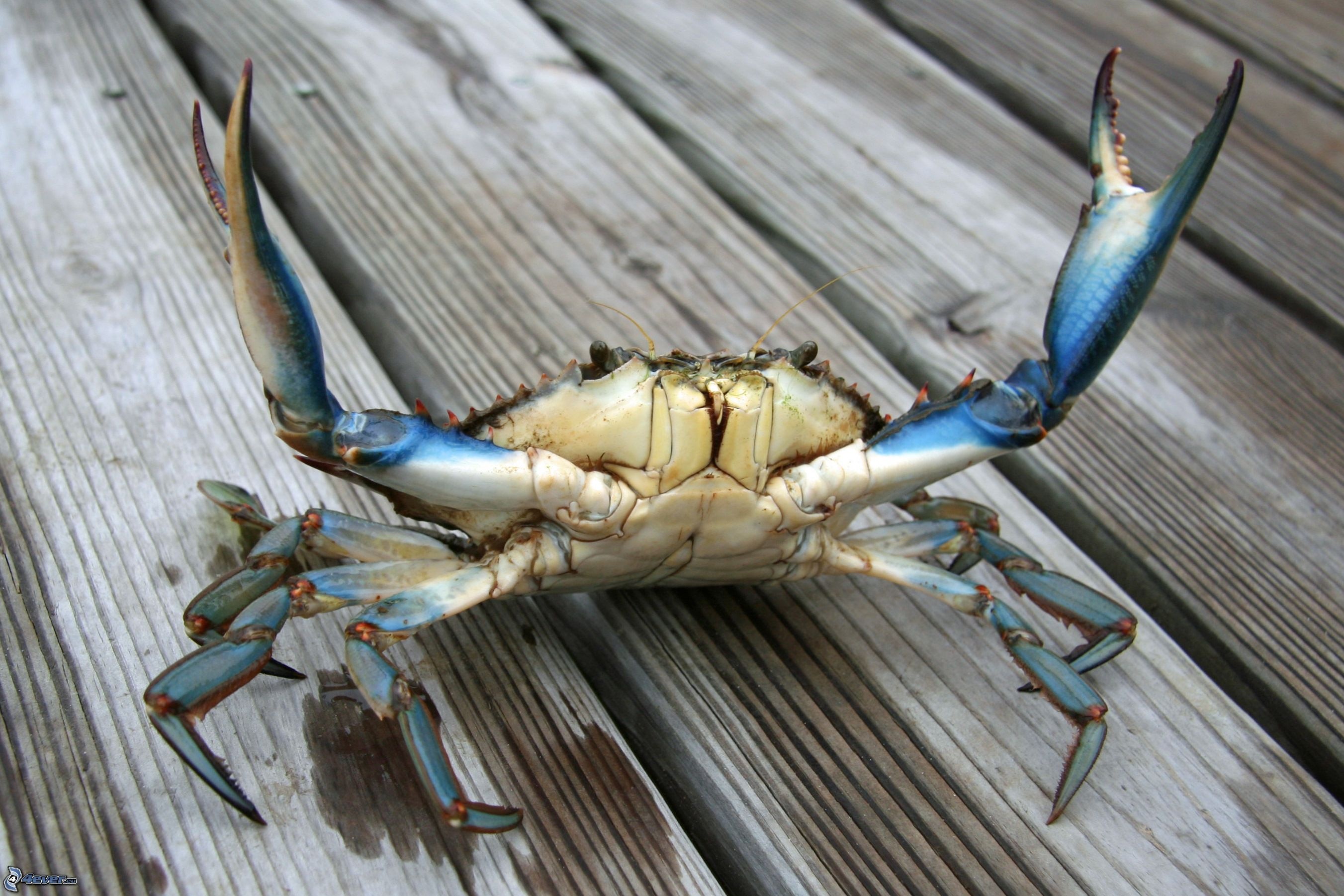 Desktop HD Crab Background Wallpaper