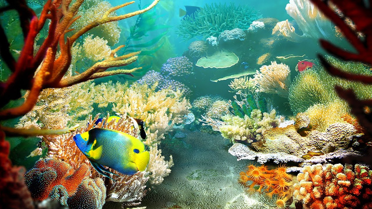 Underwater Tropical Fish Live Wallpaper At