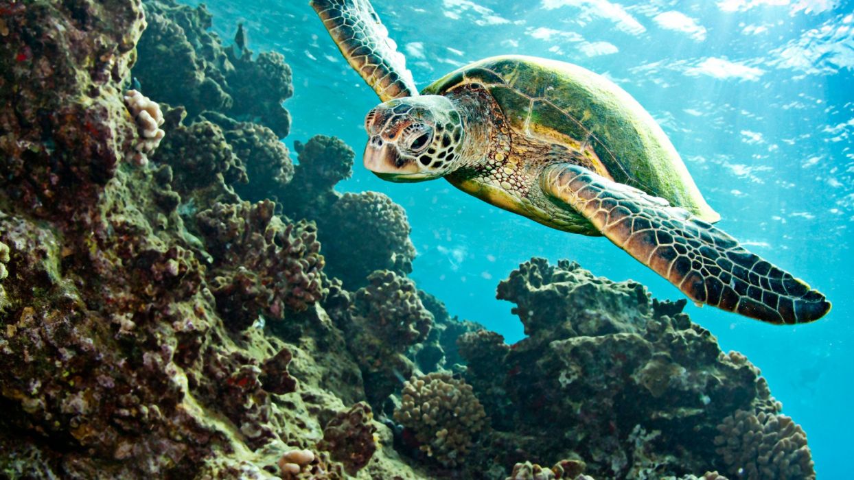 Turtle Tortoise Underwater Ocean Wallpaper