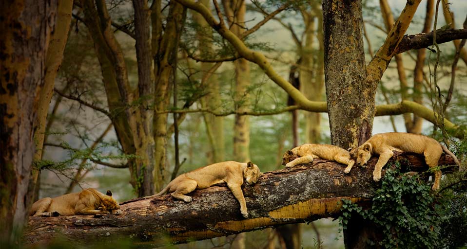 Sleeping Lions In The Trees Scott