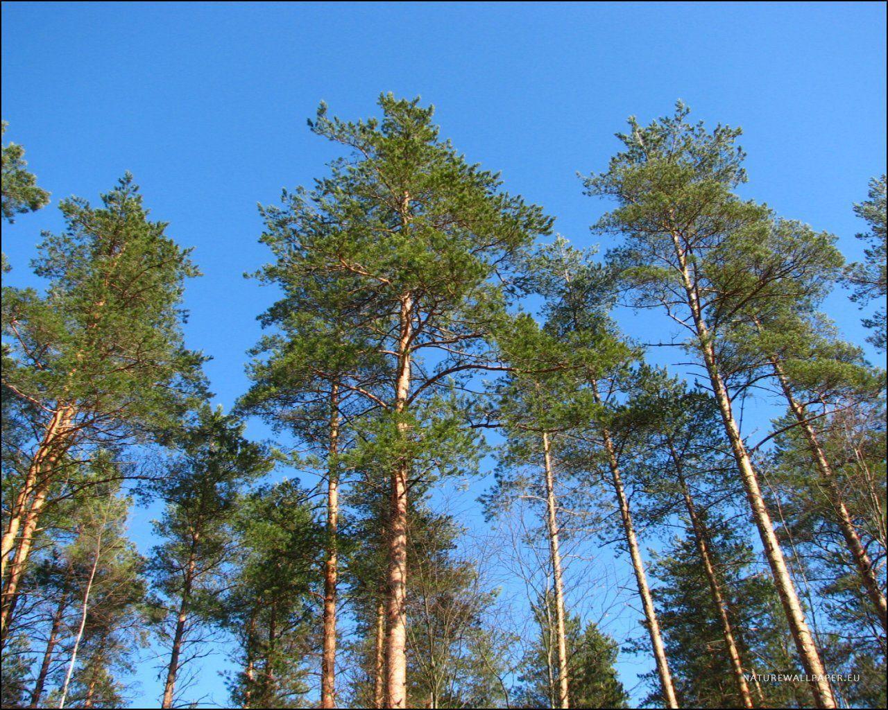 Pine Tree Wallpapers