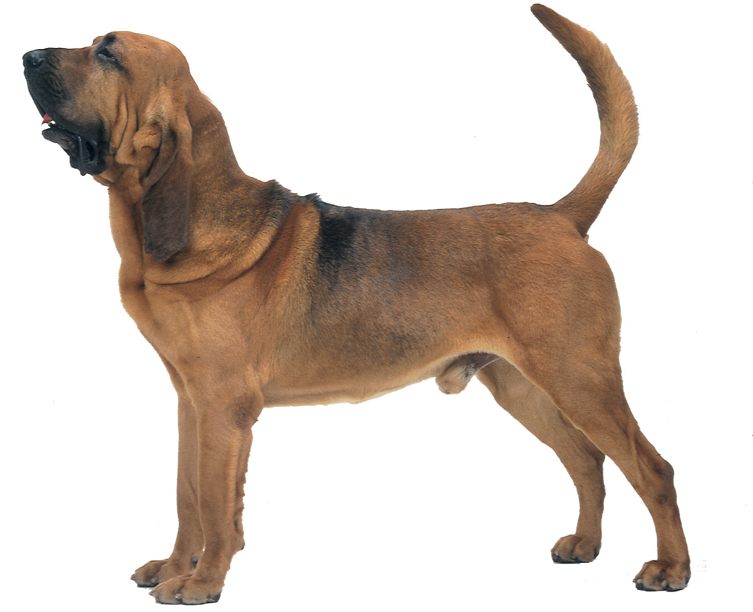 Bloodhound Breed HD Wallpaper Dogbreedswallpaper