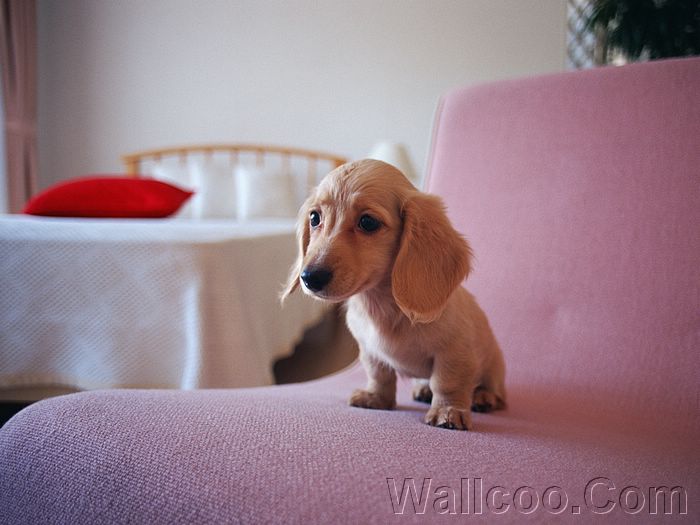Miniature Dachshund Puppy Wallpaper Cuddly
