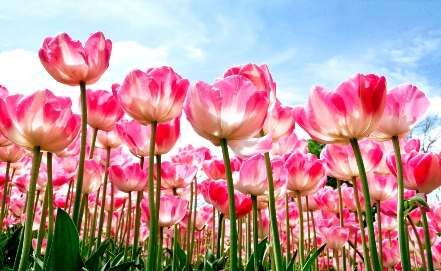 Flowers Nature Wallpaper On