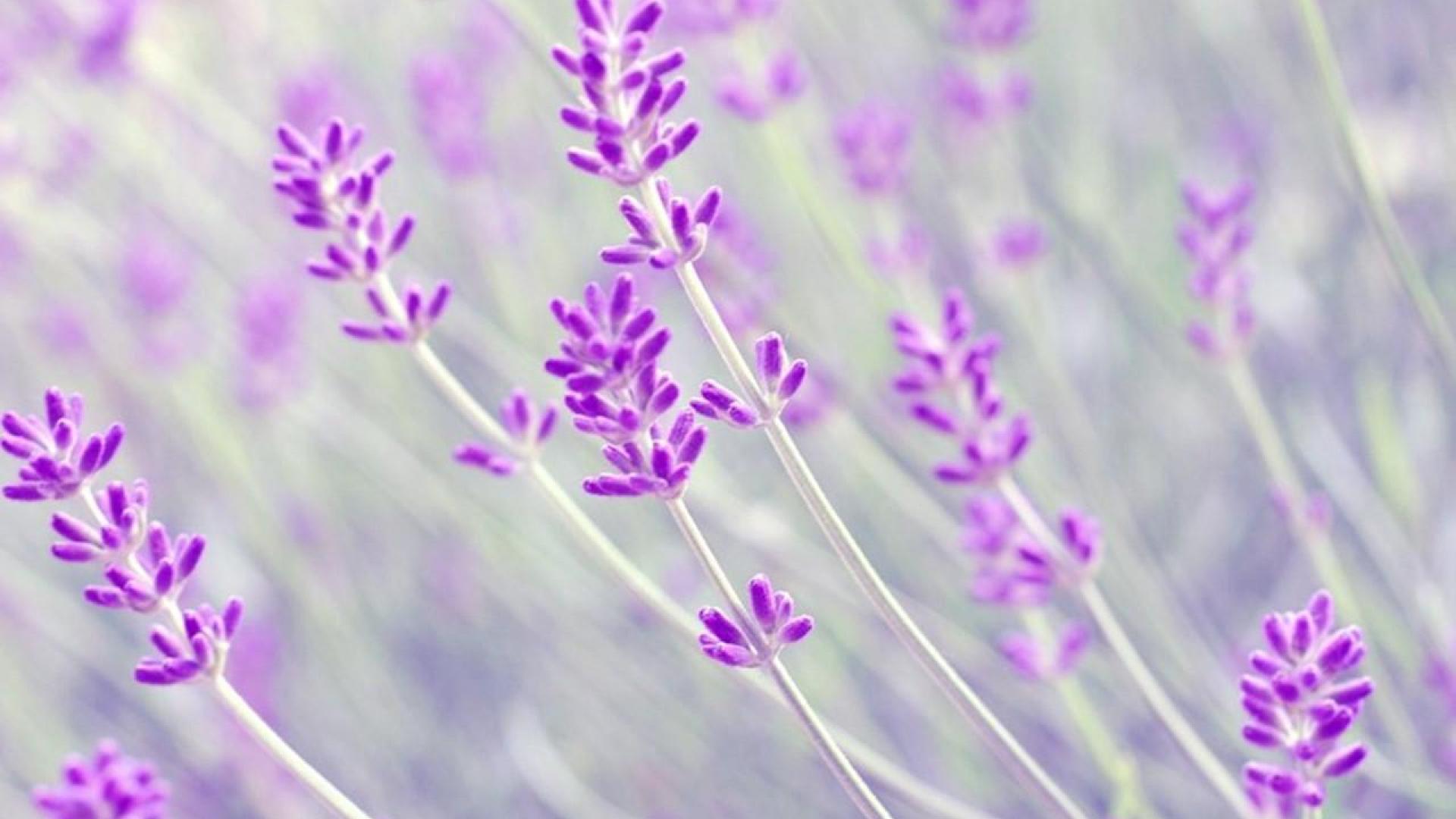 Lavender Desktop Wallpaper On