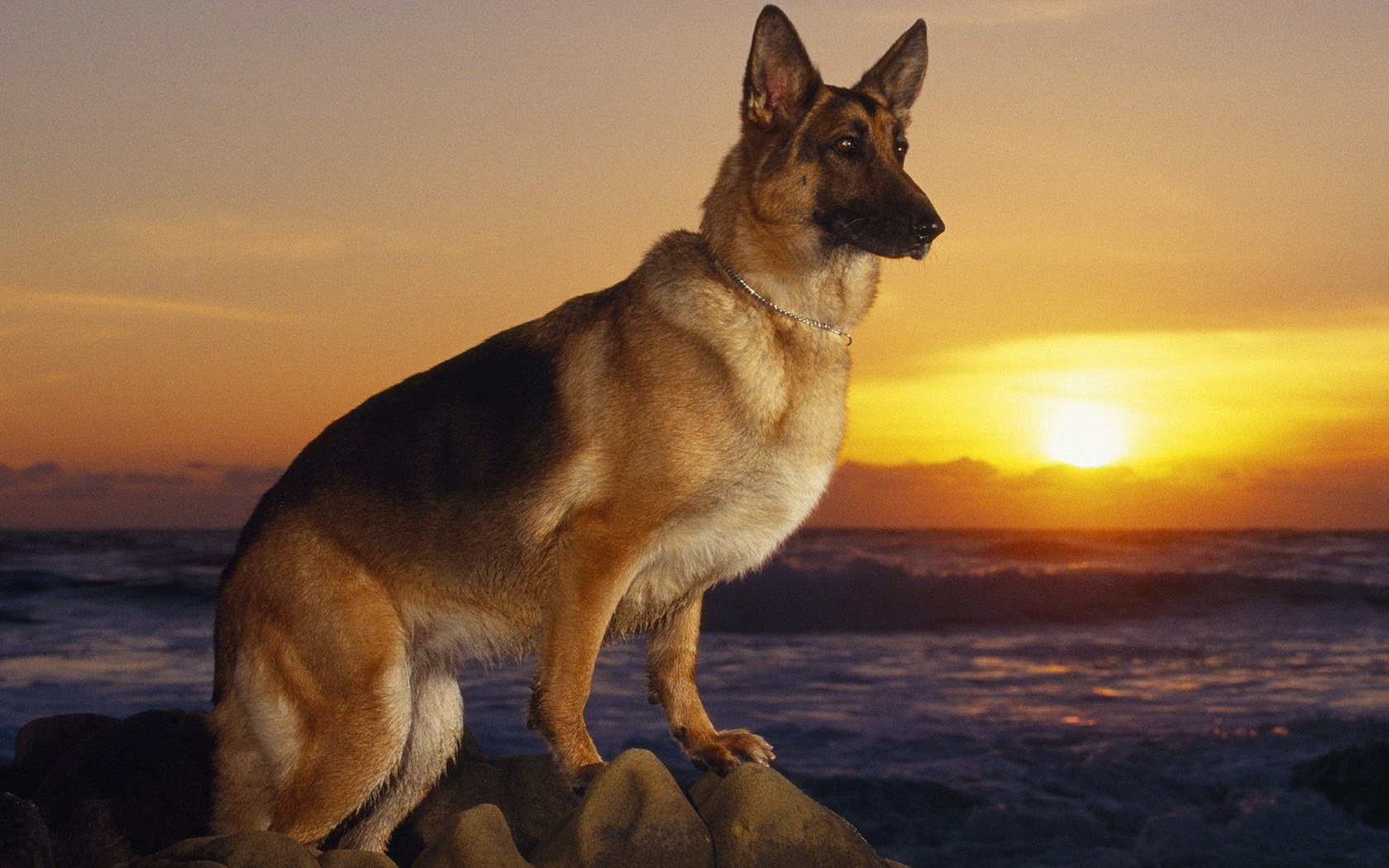 German Shepherd on the shore wallpapers and images   wallpapers