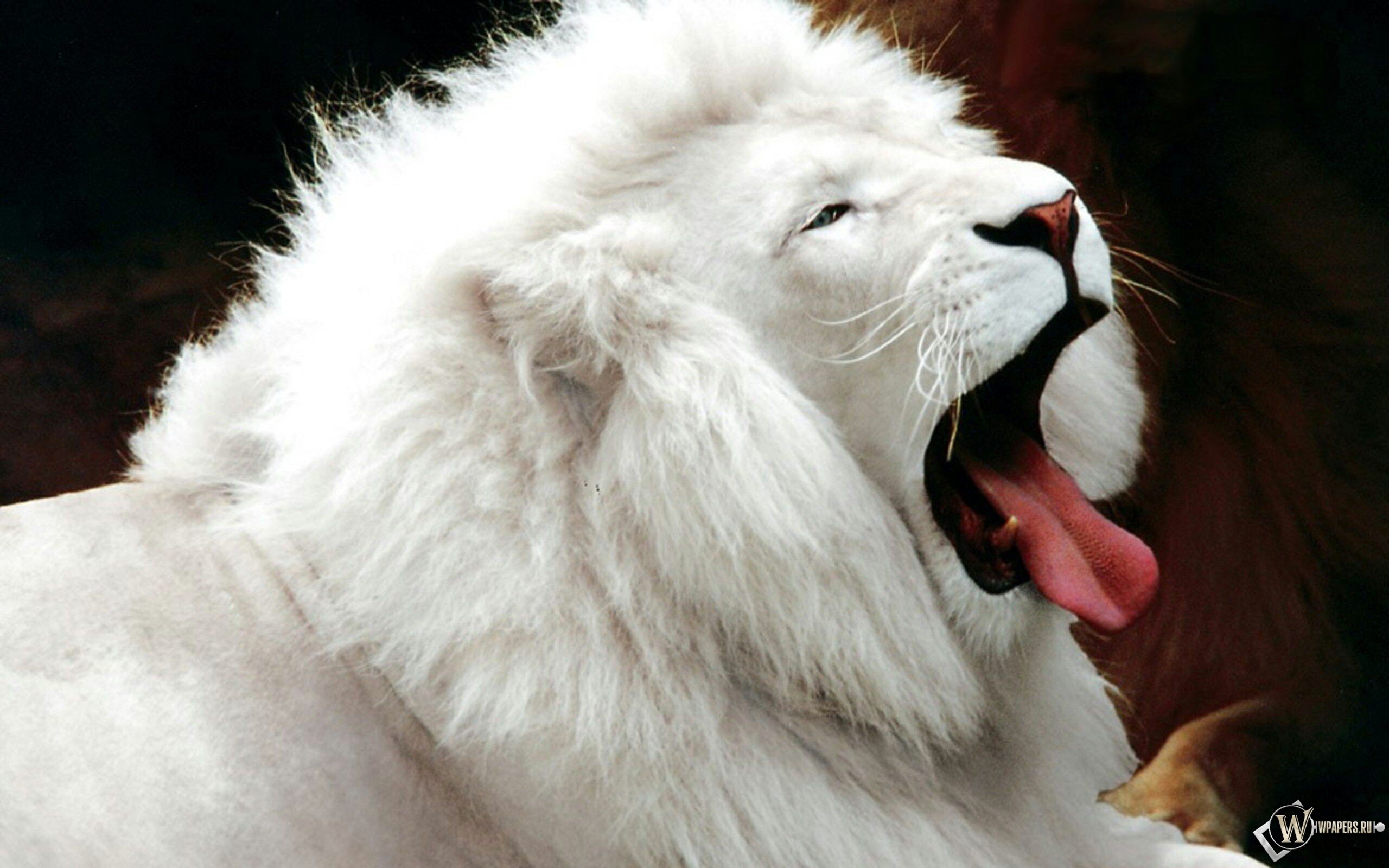 White Lion HD Wallpaper Background Image Id