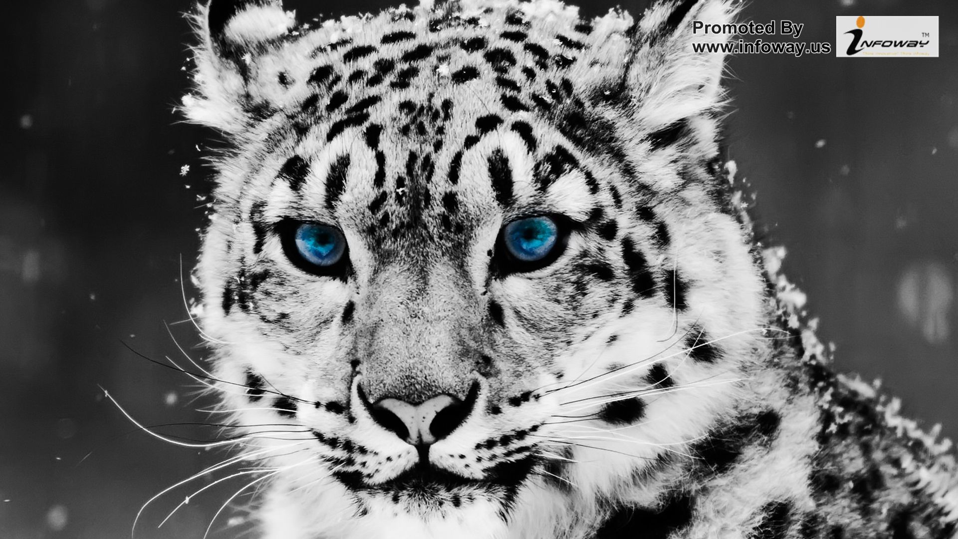 white tiger wallpaper cubs face marvel baby tigers in snow bengal