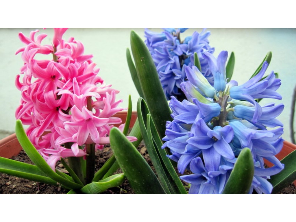 Pink And Blue Bells Wallpaper Flowers Flowerjpg Ru