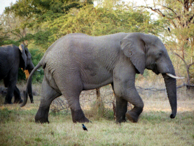 Elephant Desktop Wallpaper