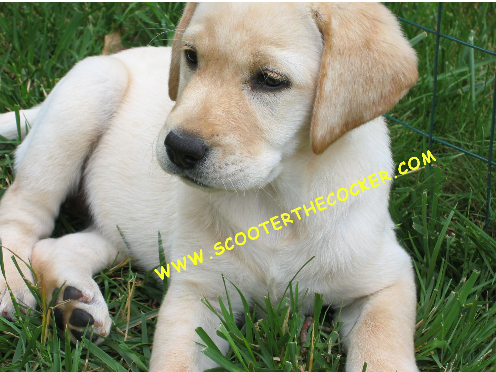 Yellow Lab Puppy Pictures