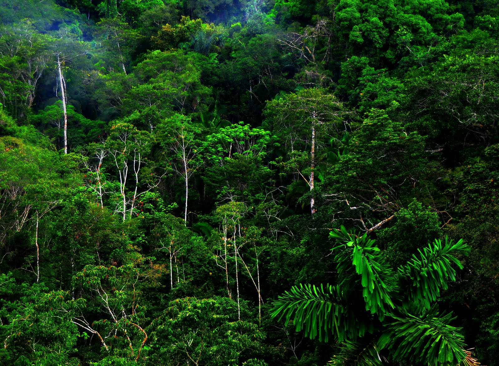Tropical Rainforest Trees HD Wallpaper Background Image