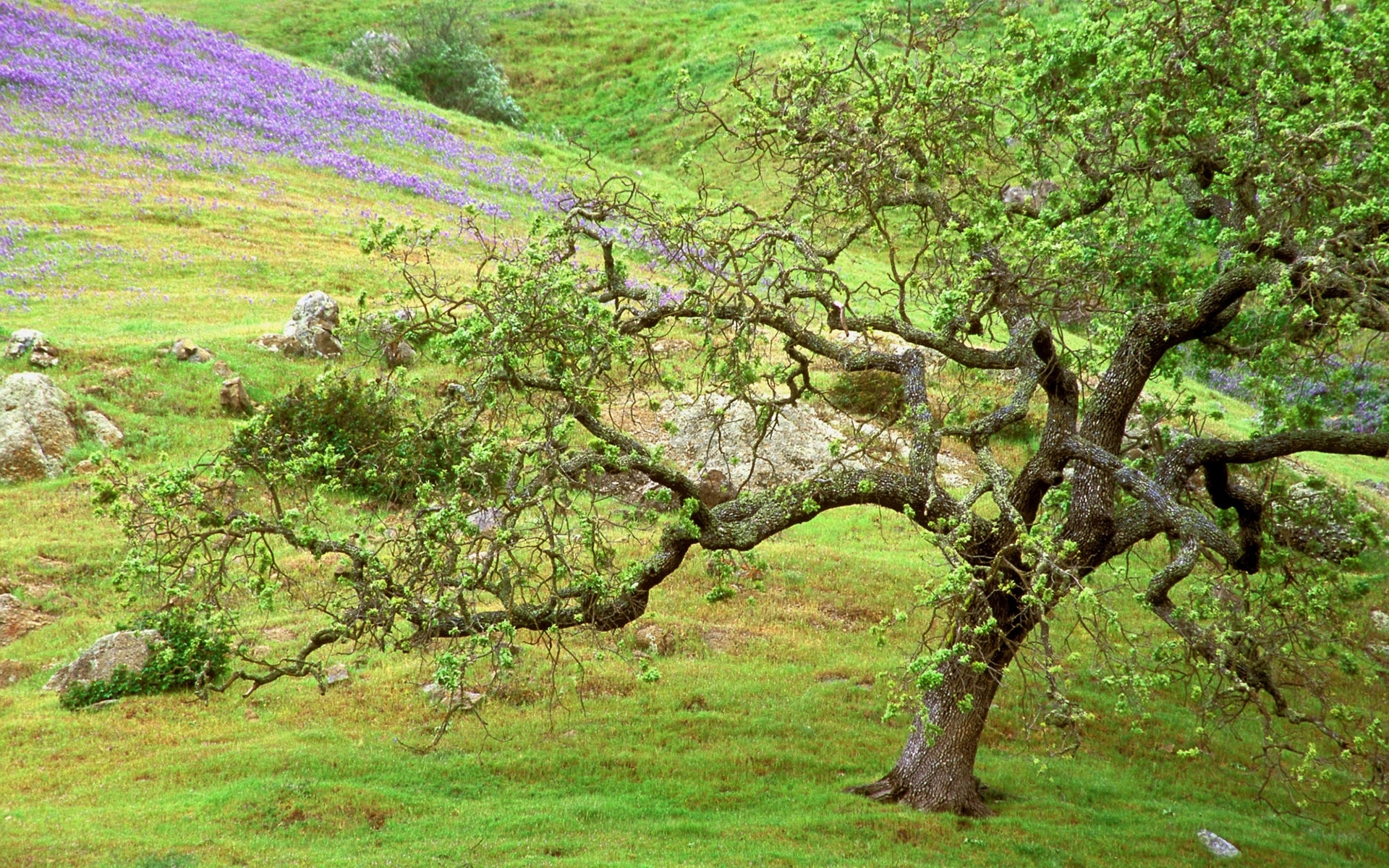 Lilac Flowers Rocks Tree wallpapers Hill Lilac Flowers Rocks Tree 1920x1200
