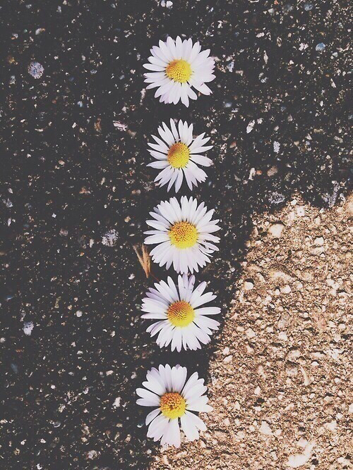 daisy flowers wallpaper Tumblr 500x667