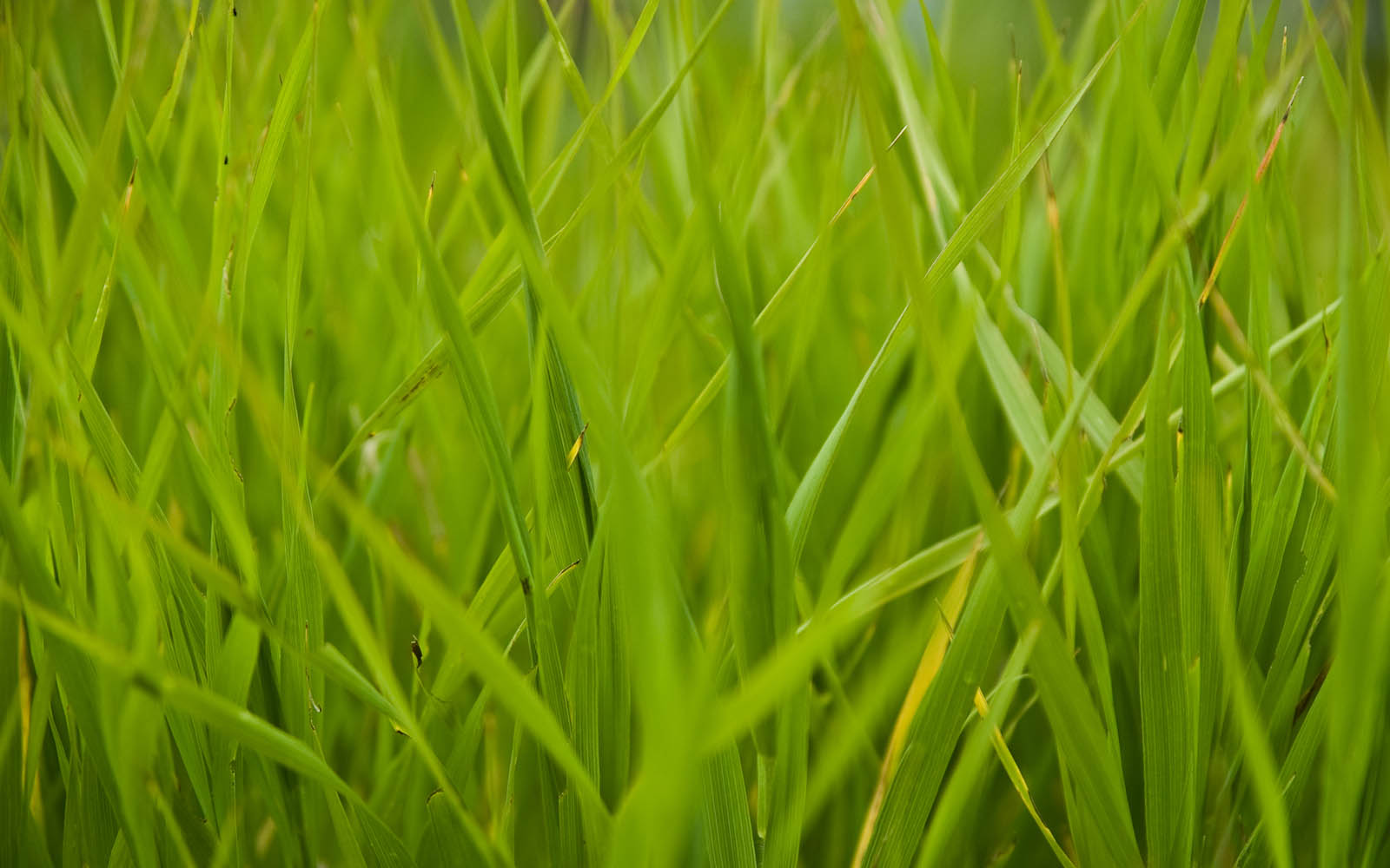 Tag Tall Grass Wallpaper Background Photos Image Andpictures