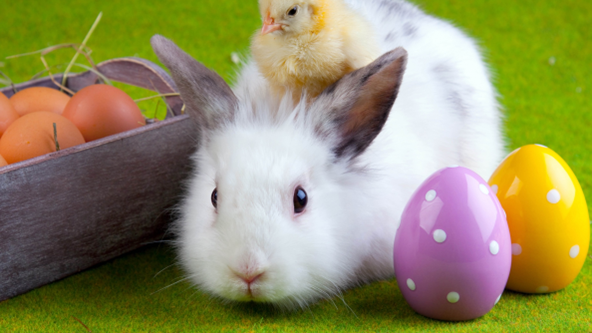 Wallpaper Rabbit Chicken Eggs Easter Friendship
