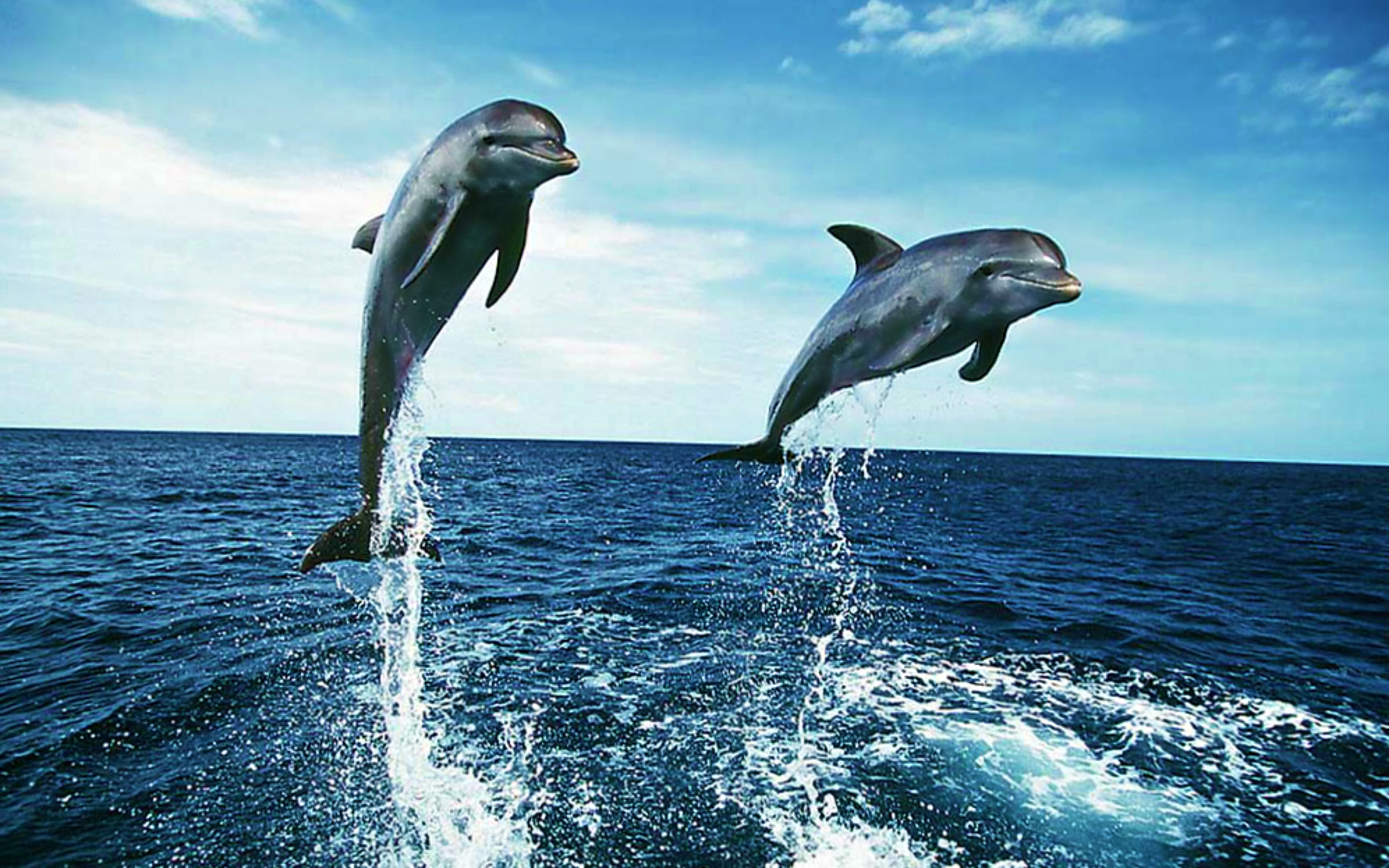 Dolphins Wide Desktop Background HD Wallpaper