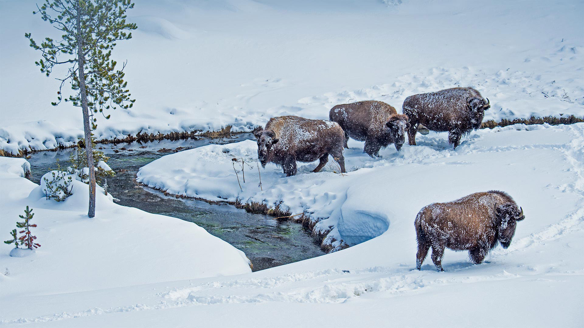 Bing Image American Bison Wallpaper Gallery