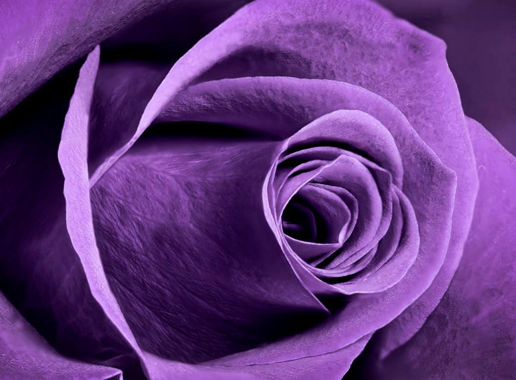 Violet Rose Wallpaper HD