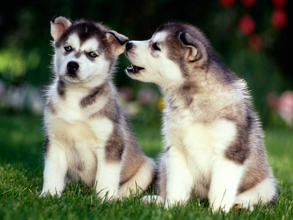 Husky Puppies Wallpapers 2 1024x768   The Dog Wallpaper   Best The Dog