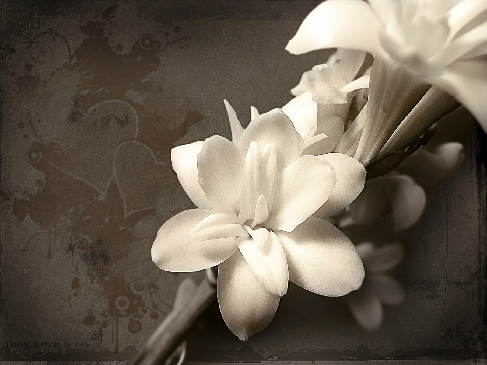 White Flowers Wallpaper HD