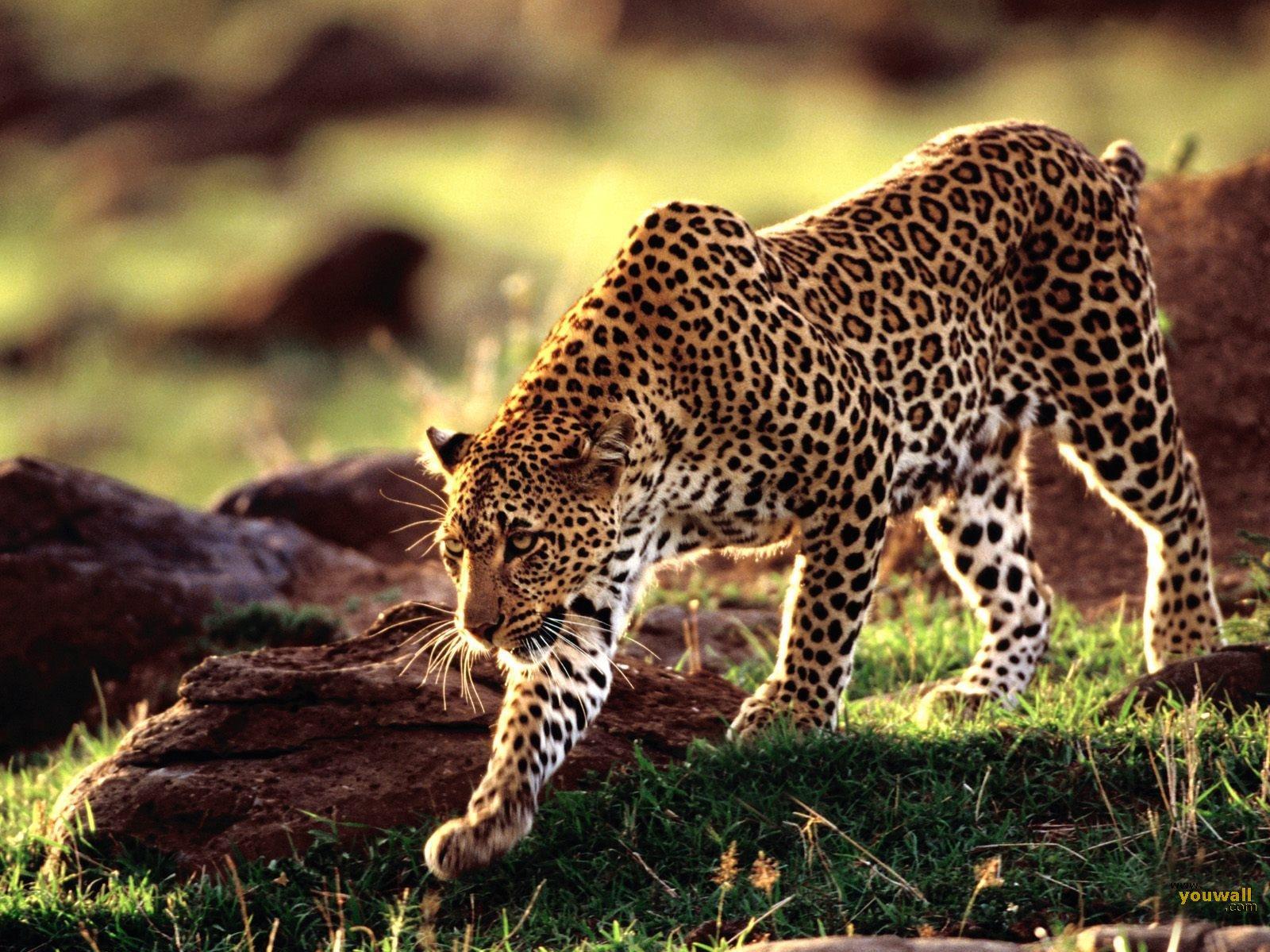 Animal Leopard Wallpaper