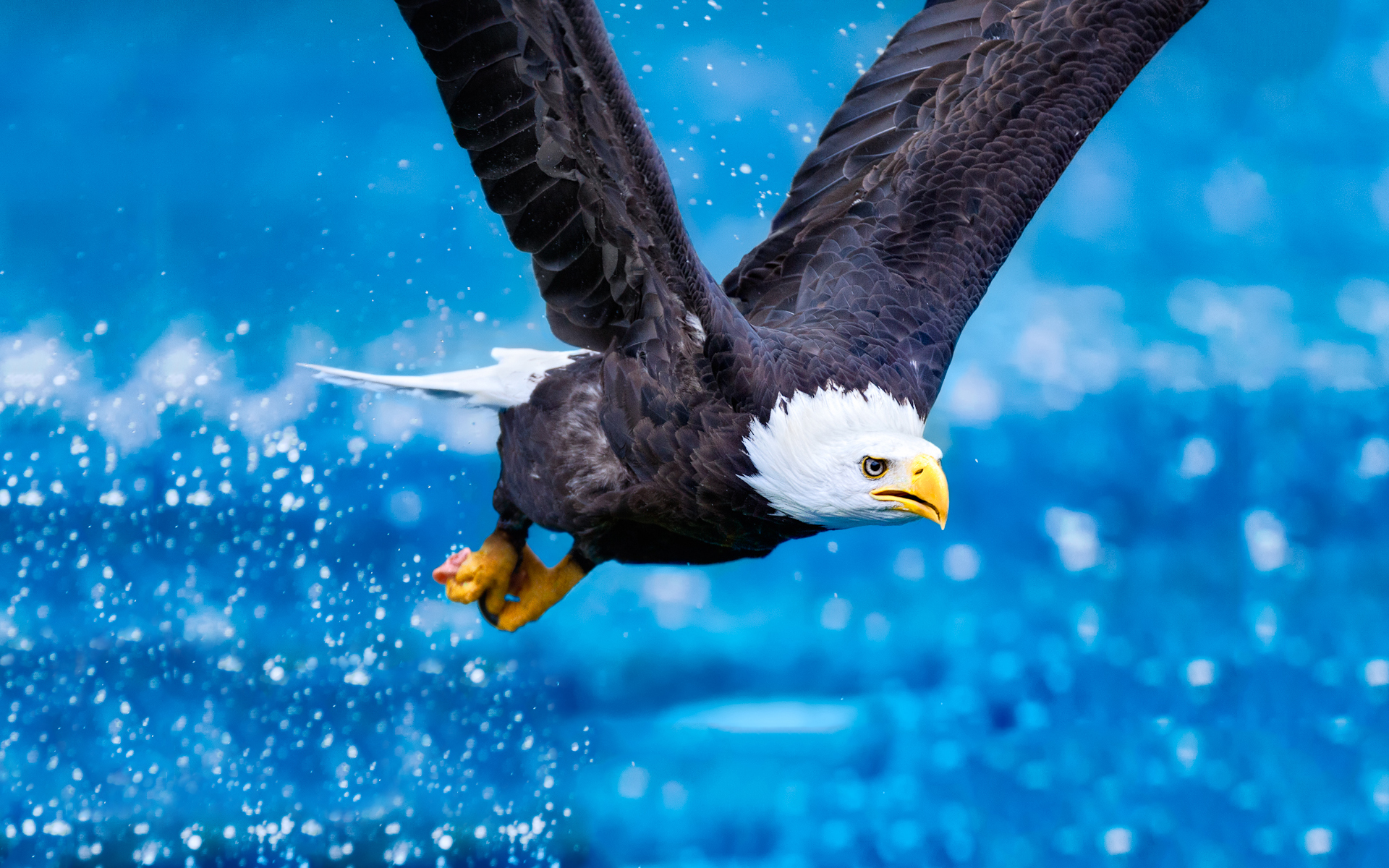 Bald Eagle In Flight Widescreen And Full HD Wallpaper