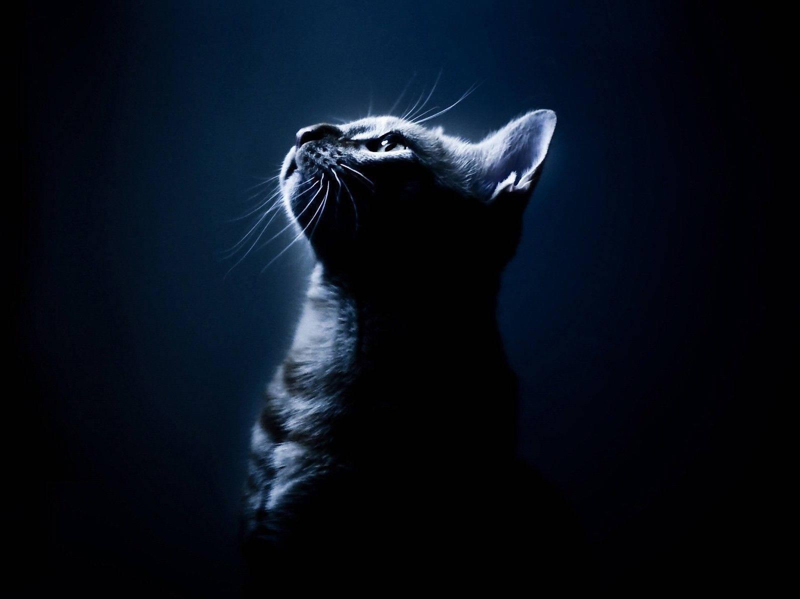 Download Cat Portrait Aesthetic Dark Blue Hd Wallpaper
