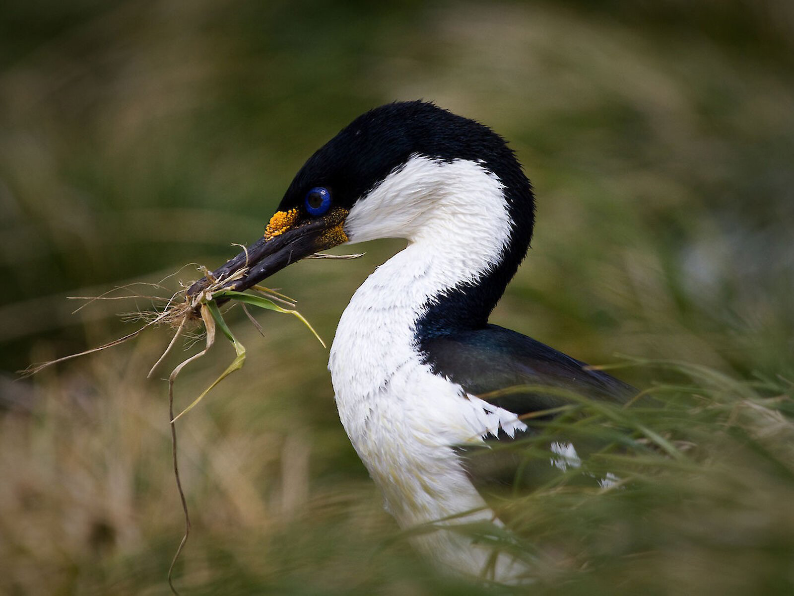 Imperial Shag HD Wallpaper