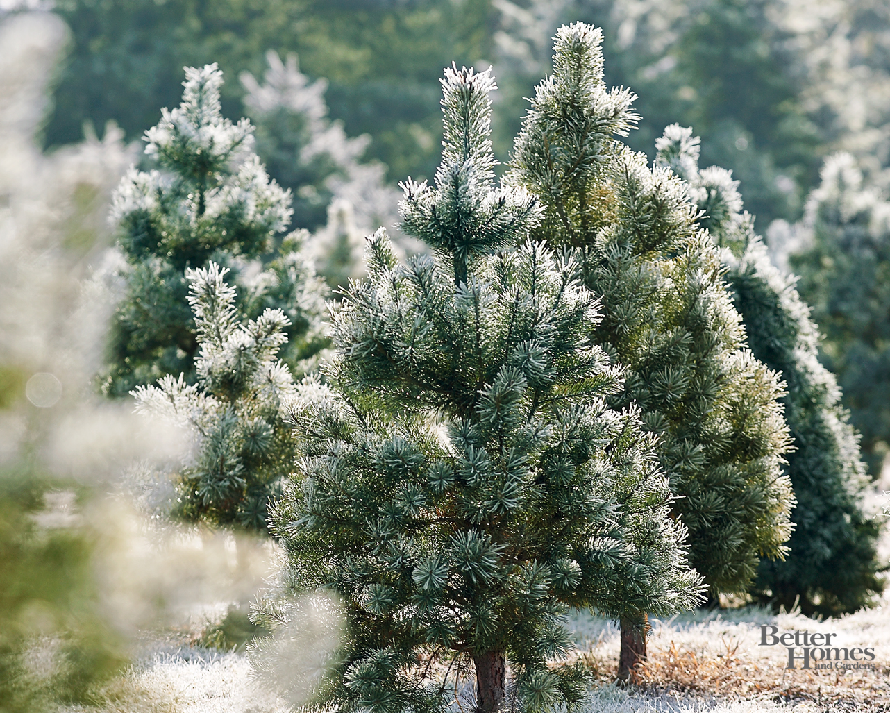 Winter Pine Trees Wallpaper Images Pictures   Becuo