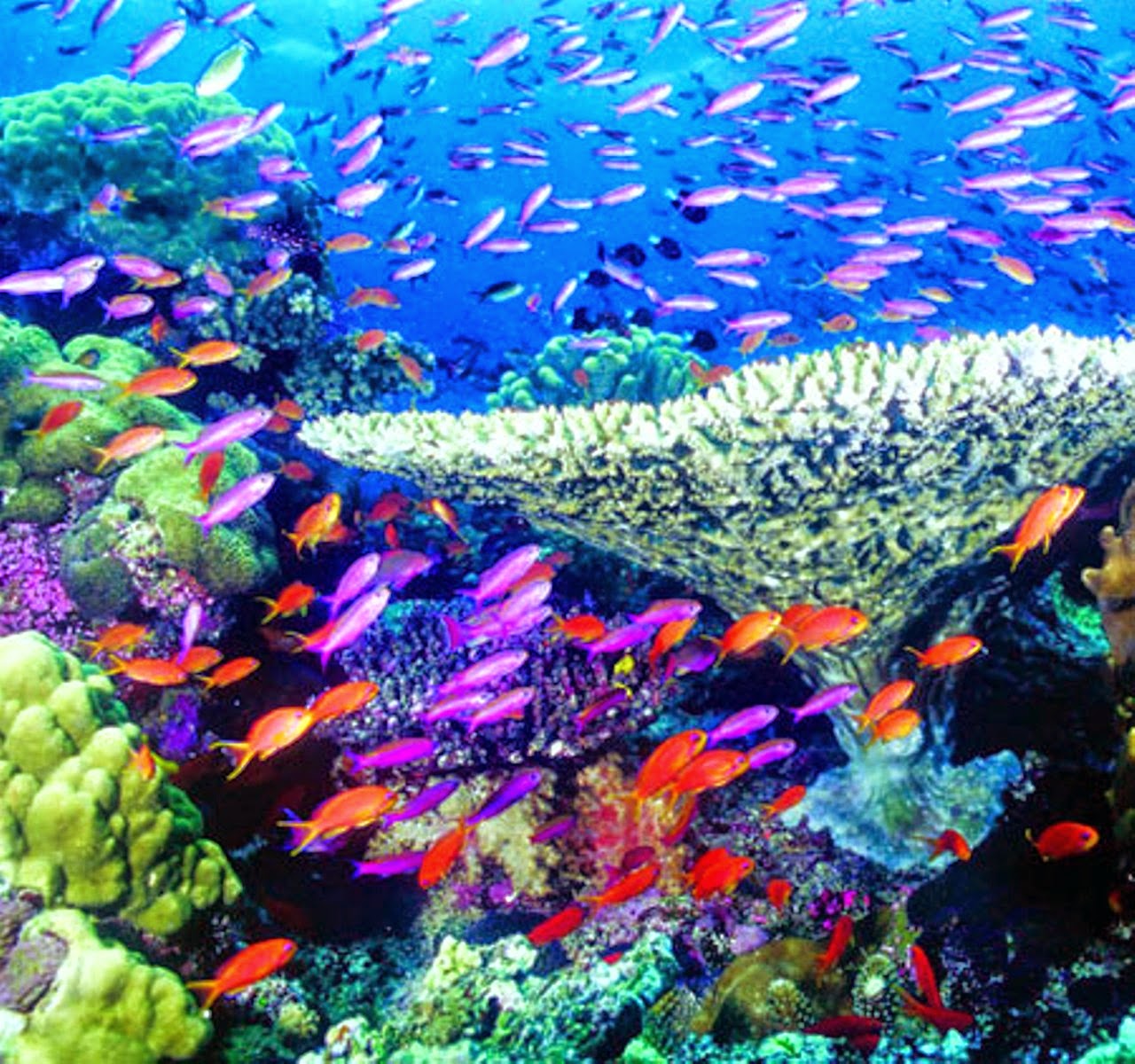 Coral Reef Fish HD Wallpaper