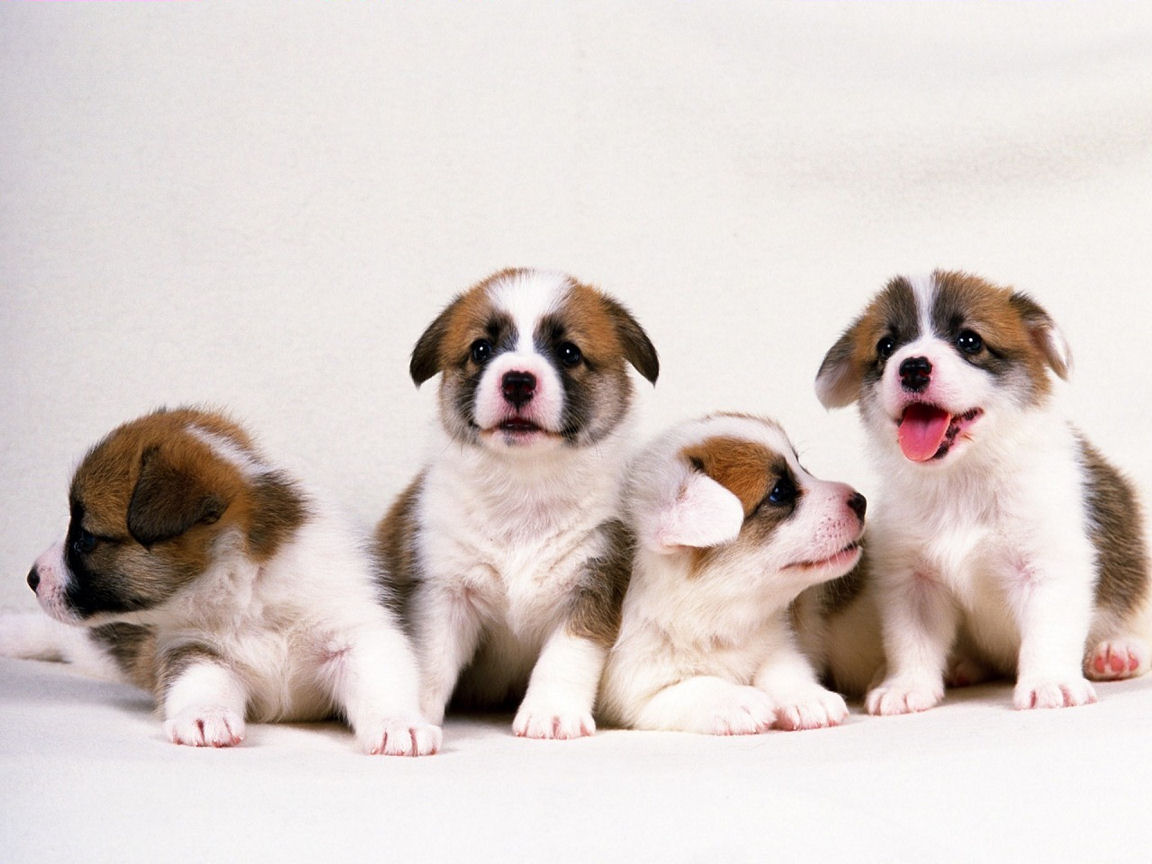Lovely Puppies Wallpaper For Your Puter Desktop