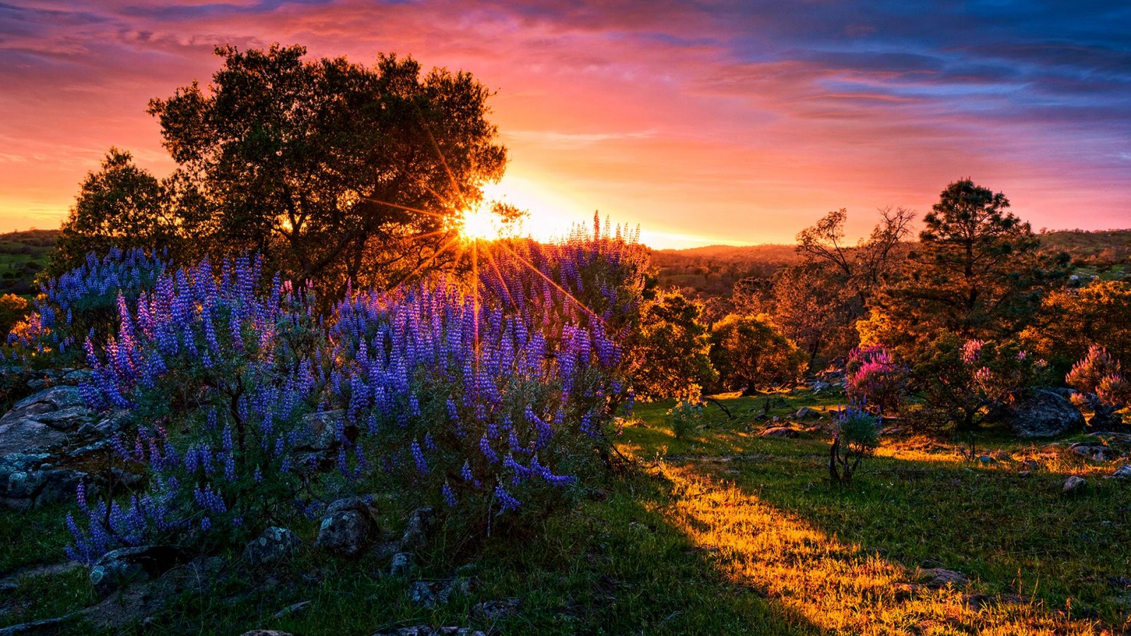 Sunrise On The Colorful Field HD Desktop Wallpaper