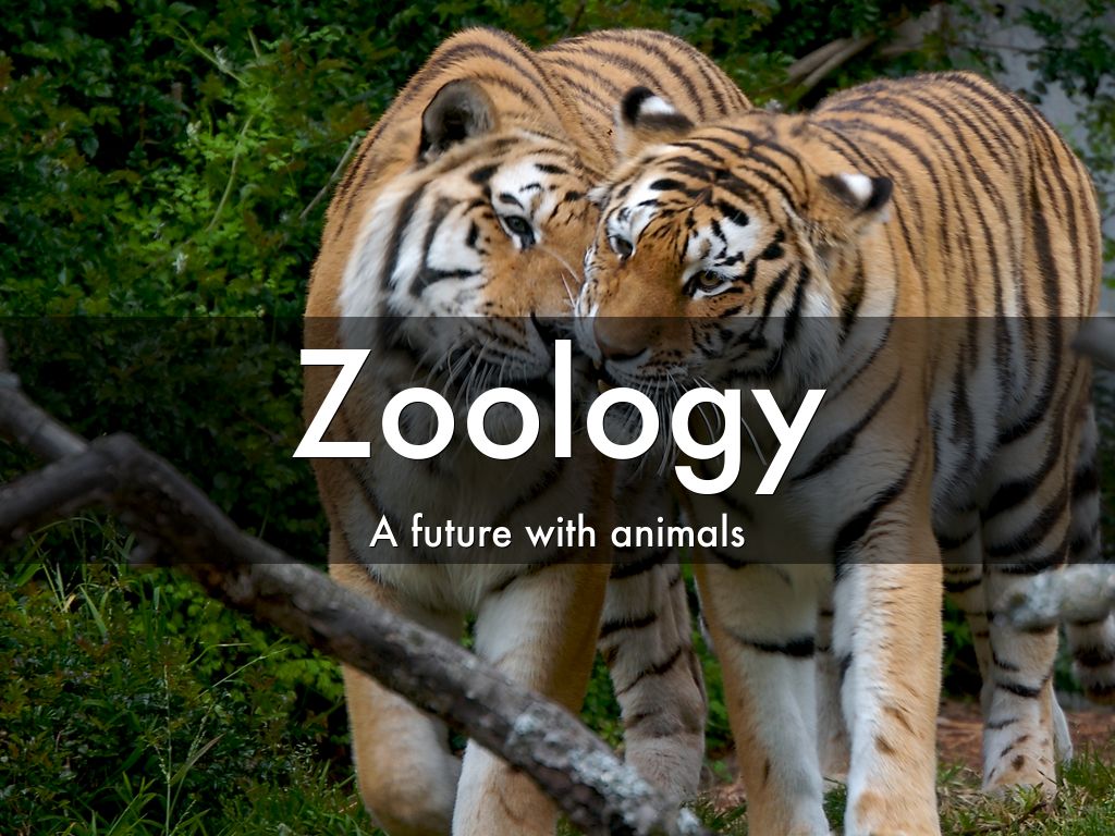 Zoology By Anthony Maciel